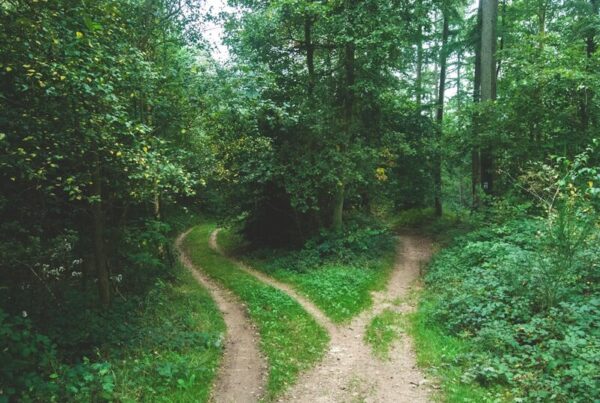 Two roads diverging between trees in a forest, representing a blockchain fork and a choice between rule sets