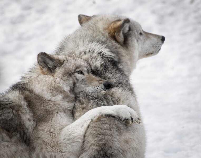 Robinhood named its two wolves. Crypto gaming keeps pretending it only has one.