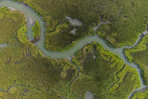 Aerial view of a braided tidal channel system, water finding alternative routes through marshland